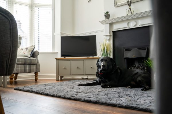 Wavecrest living area with dog